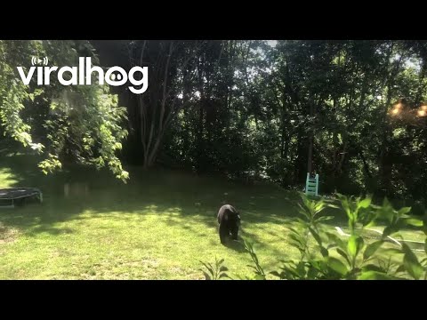 Black Bear vs Grizzly Bear || ViralHog