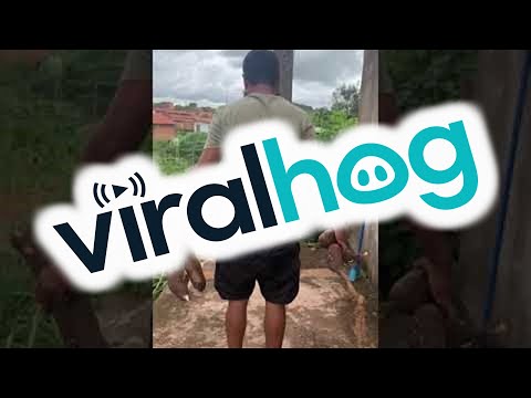 Large Spider Crawls on Brother After Picking Cassava || ViralHog