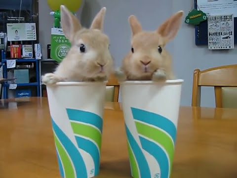 2 Rabbits 2 Cups cute 双子子うさぎのモフモフ癒し漫才🥕 [Rabbit No.14]