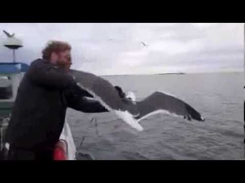 Fisherman Catches A Bird in Mid-Air! #1