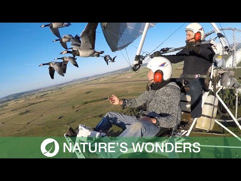 Pilot Takes To The Skies With Bird Flocks