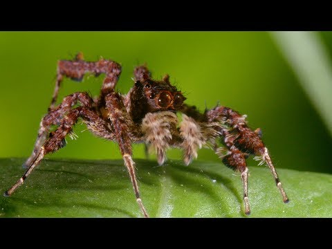 Spider With Three Super Powers | The Hunt | BBC Earth