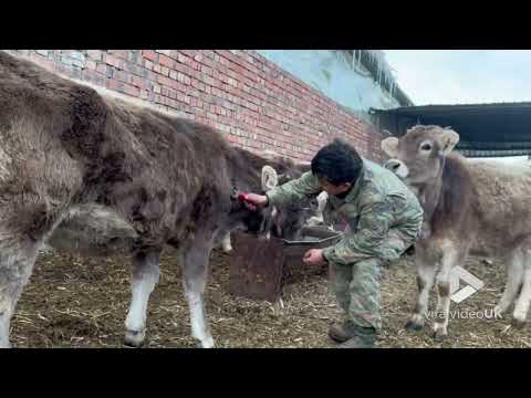 Man gets unexpected attention from cow || Viral Video UK