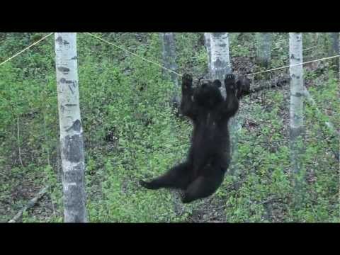 Black Bear Attempts Walking Across a Rope For A Bite Of This Tasty Beaver Treat