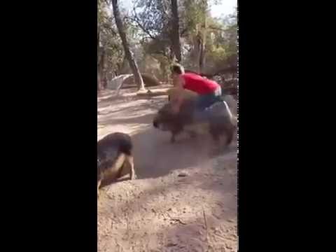 Riding a Pig with car sounds