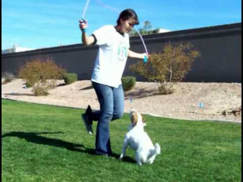 Just Jesse&#039;s Amazing Dog Tricks