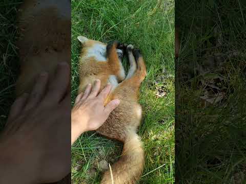 Watch me PET a wild FOX! | #shorts