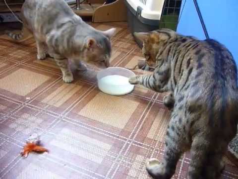 Two cats fighting (politely) over milk #repost #recommended #shorts