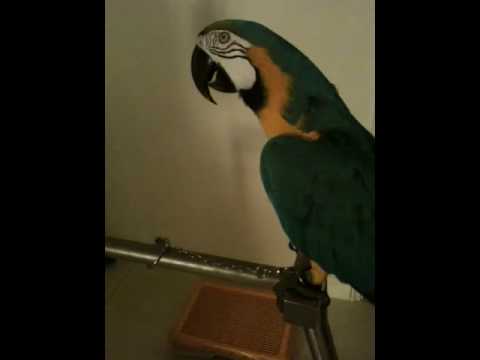 Macaw / Parrot cursing (Angry Bird saying WTF)
