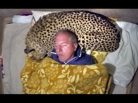 Man Uses A Live African Cheetah As A Pillow - Measures Big Cats Heart Rate With His Head