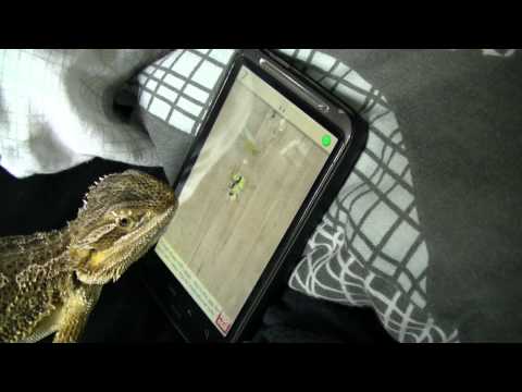 Bearded Dragon playing Ant Crusher