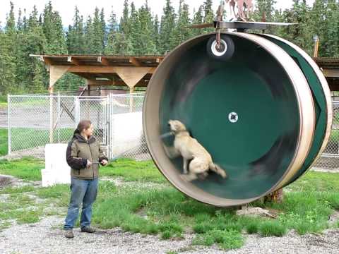 Alaskan Husky Exercise Wheel