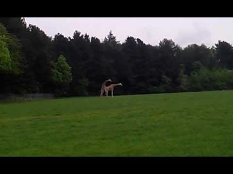 Giraffes attempt mating, fails hilariously