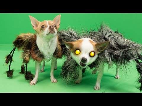 Mutant Giant Spider Dog 2 (SA Wardega) Halloween Prank