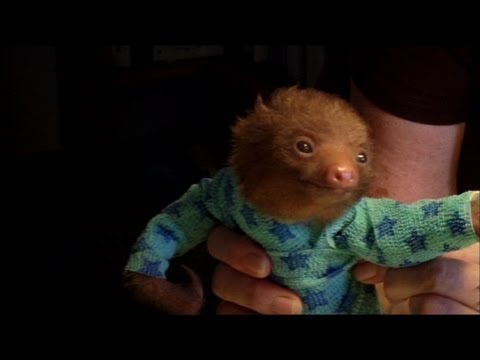 Tiny Baby Sloth gets the Onesie Treatment - &#039;Meet The Sloths&#039; Animal Planet