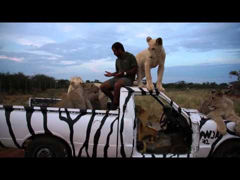 Hanging with the Lions on a Zebra truck