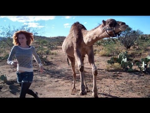 Camel vs Girl (in race!)