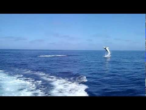 flying mako shark jumping out of the water