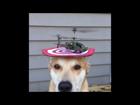 Helicopter takes off from top of dog&#039;s head