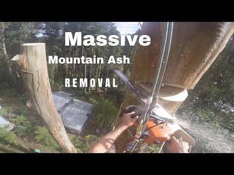 The most EPIC tree removal