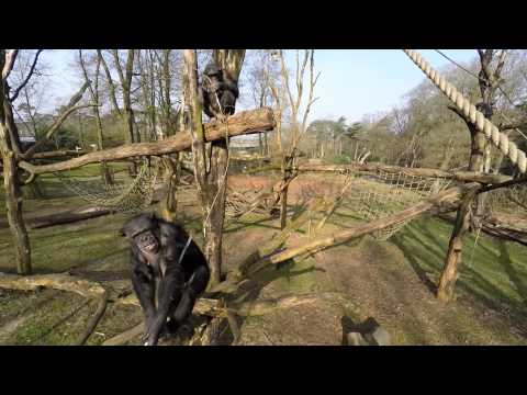 Chimpansees halen drone naar beneden en filmen elkaar! | Chimpanzee