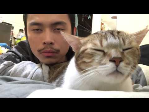 Asian Mike Lavin And His Cat HD