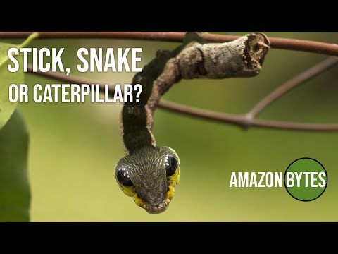 Stick, Snake or caterpillar?