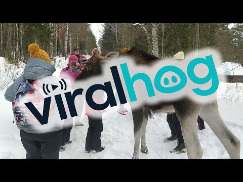 Moose Attacks Tourists at Russian National Park || ViralHog