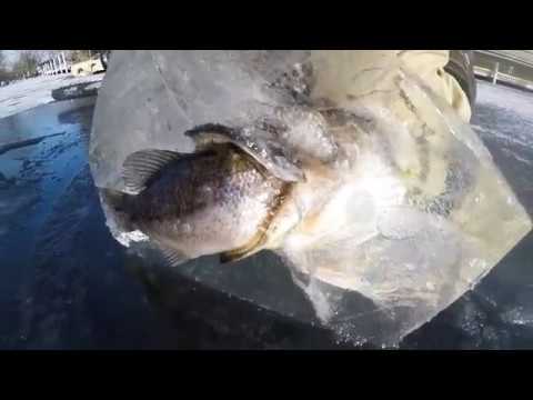 Cutting Out a Pike Eating a Bass Frozen in Ice Original Viral Video