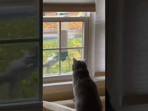 Cat Watches As His Squirrel Buddy Spins To His Death