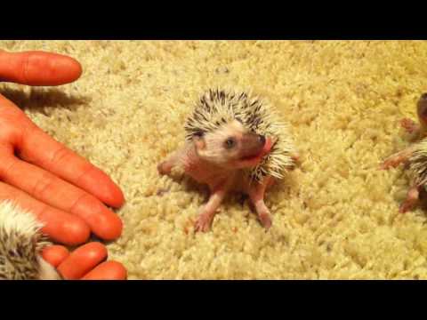 Hedgehog Babies