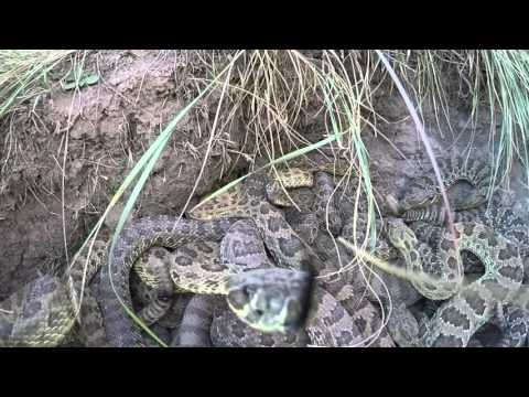 GoPro falls into pit of Rattlesnakes