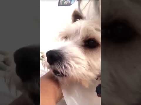 Dog&#039;s epic reaction to owner after coughing😂😂😂