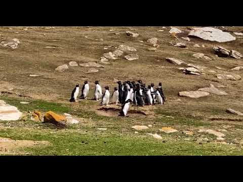Rockhopper penguins in the Falkland Islands - the confused penguin!