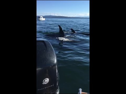 Killer whales hunting seal that jumps into boat (combined video)