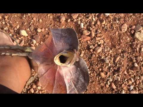 Frilled-Neck Lizard Attacks Man in Outback Australia