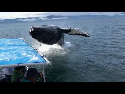 Humpback Whale Breaches Next to Boat