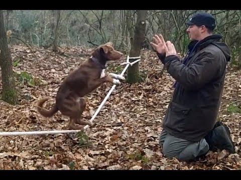 Amazing Acrobatic Dog - Slackline
