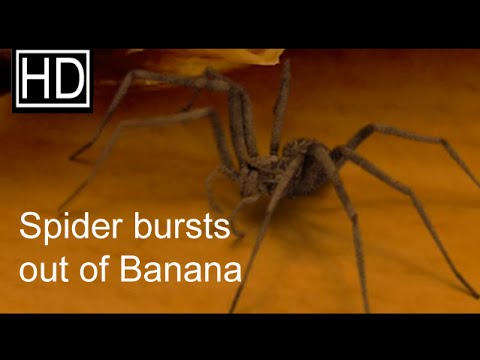 Spider bursts out of a Banana