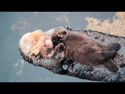 1 Day Old Sea Otter Trying to Sleep on Mom