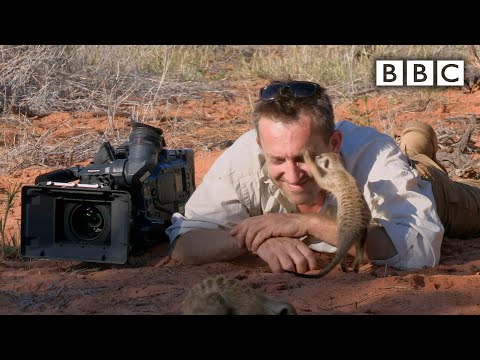Magic meerkat moments - BBC