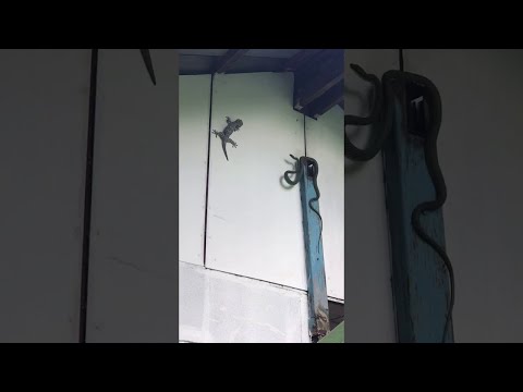 Snake Strike Sends Gecko Sailing Into Water Bucket || ViralHog