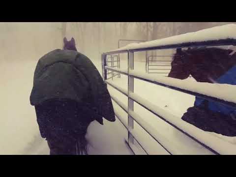Horses regret going outside in the snow - 980925