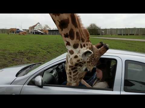 Giraffe&#039;s head gets trapped inside a car window!