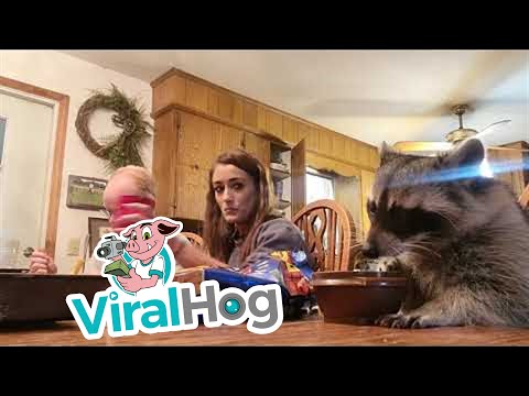 Raccoon Eats Crunchy Snacks at Family Dinner || ViralHog
