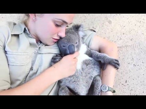 Koala joey runs over for belly tickles and cuddles