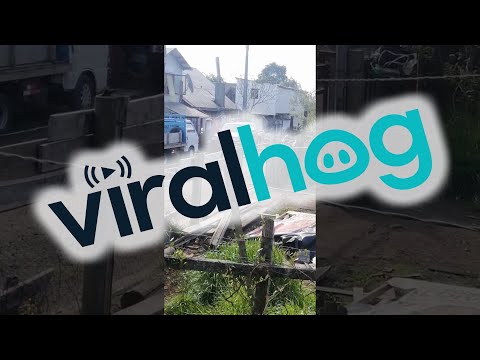 Dog Likes to Start Drama || ViralHog