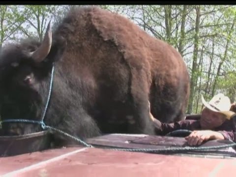 Massive buffalo is world&#039;s largest pet