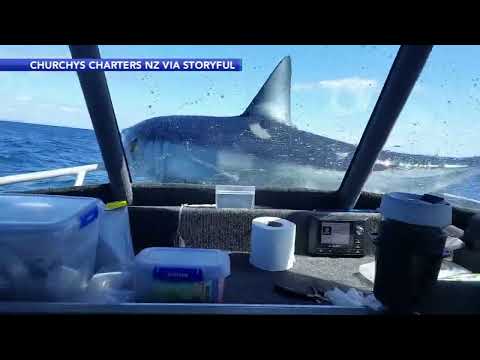 Caught on Video: Shark lands on boat in New Zealand