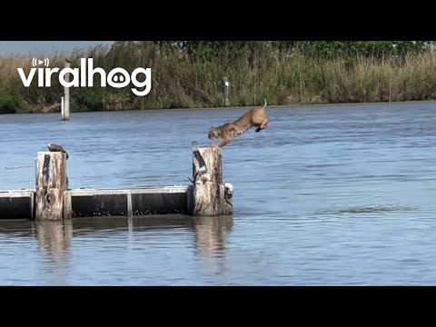 Bobcat Makes Insanely Long Jump Look Easy || ViralHog